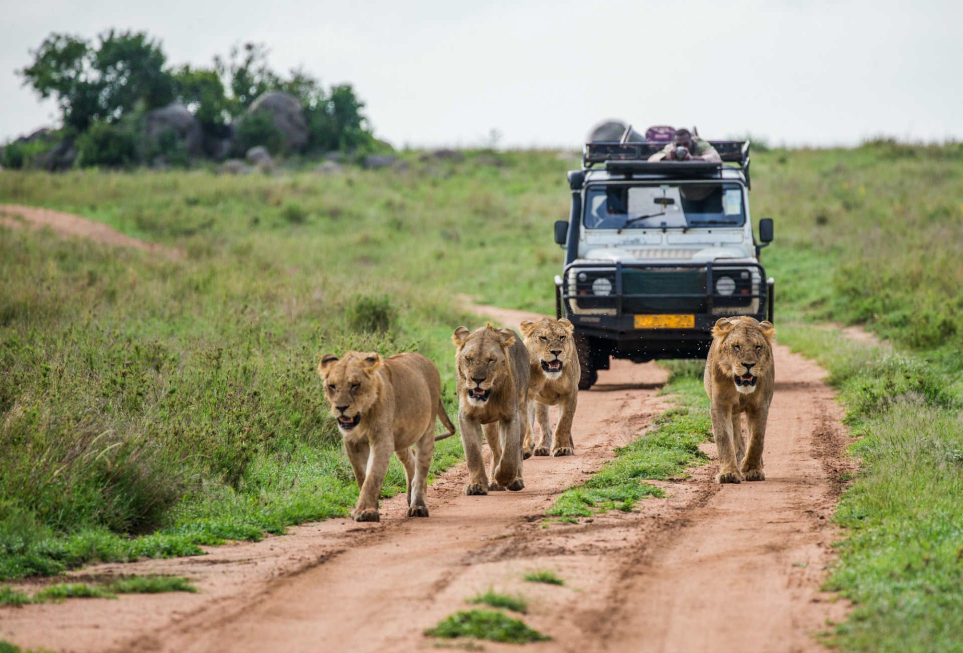 safari trips in south Africa